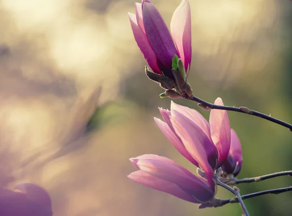 Magnolia bahar çiçekleri — Stok fotoğraf