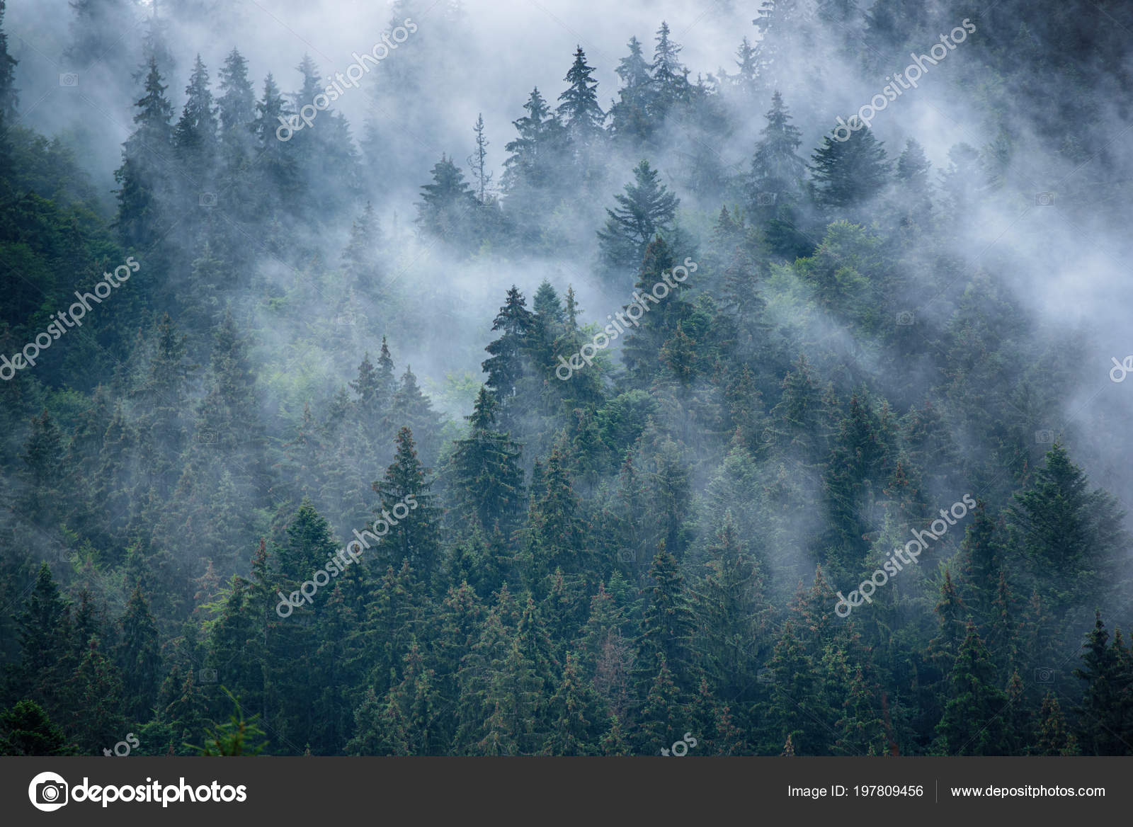 霧深い山の風景 ストック写真 C Roxana