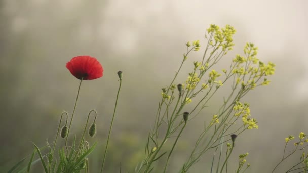 Красный цветок мака — стоковое видео