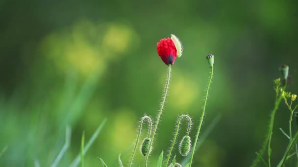 Bunga Merah Poppy — Stok Video