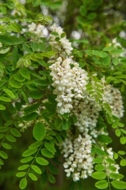 Beyaz akasya çiçekleri