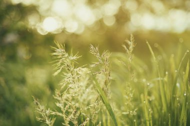 Doğal soyut güneşli arkaplan