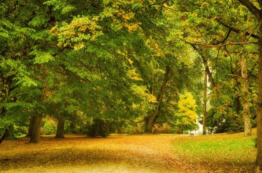 sonbahar güneşli park