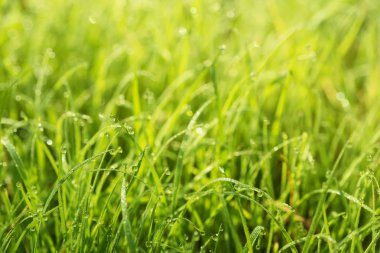 Doğal soyut güneşli arkaplan