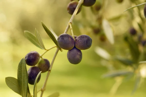 Olivenbaum mit Früchten — Stockfoto