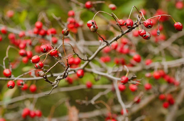 Weißdorn Rote Beeren Der Natur Herbst Saisonale Weinlese Hintergrund — Stockfoto