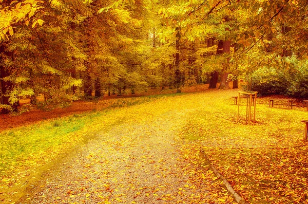 Parque soleado de otoño — Foto de Stock