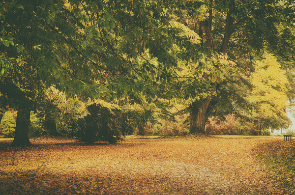 Autumn beautiful park