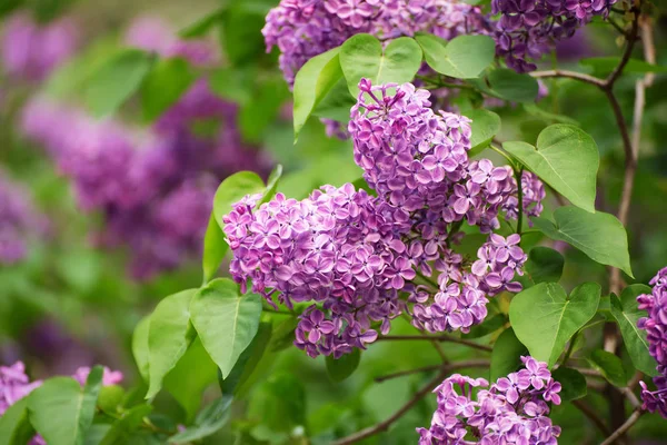 春天的紫丁香花 — 图库照片
