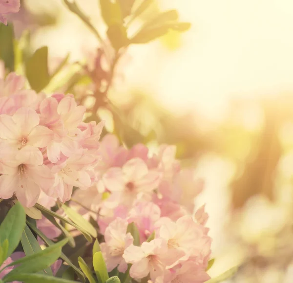 最大的粉红色杜鹃花 — 图库照片