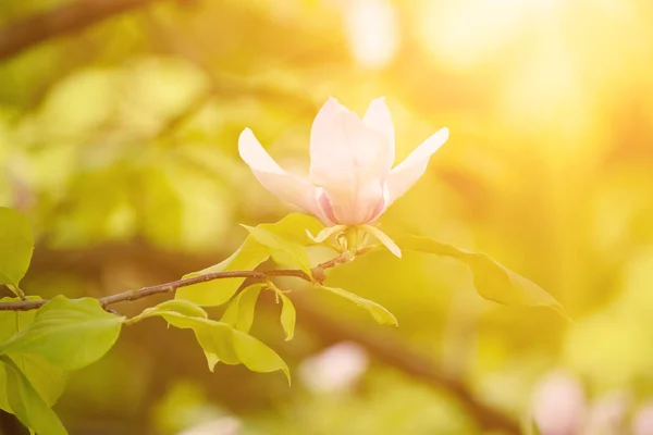 Magnolia fiori primaverili — Foto Stock