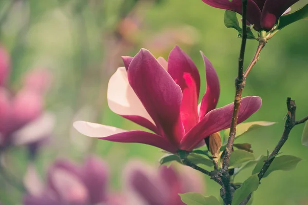 Magnolia bahar çiçekleri — Stok fotoğraf