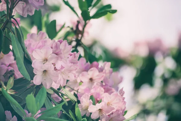 Rhododendron maximale roze bloemen — Stockfoto