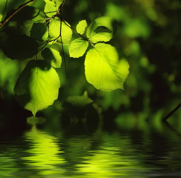 Güneşli yeşil yapraklar — Stok fotoğraf
