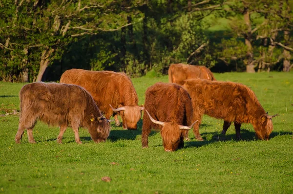 Krowy highland w Szkocji — Zdjęcie stockowe