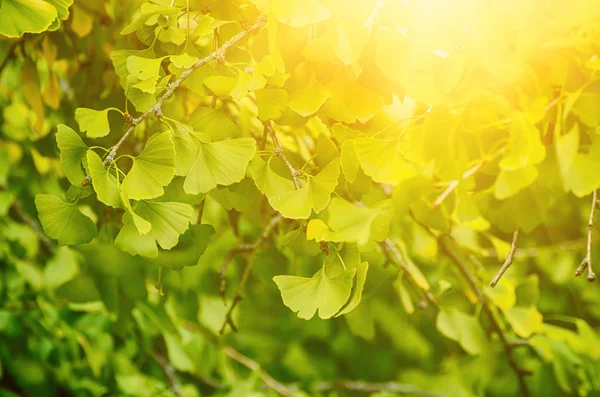 緑と黄色秋 イチョウの葉植物 日当たりの良い 自然の背景を癒し — ストック写真