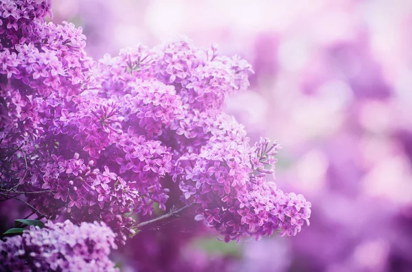 春のライラックの花 — ストック写真