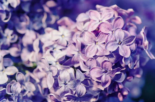 Lilac blomster makro - Stock-foto