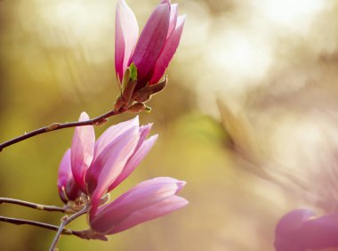 Magnolia bahar çiçekleri