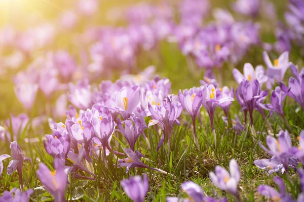 Krokusblüte im Frühling — Stockfoto