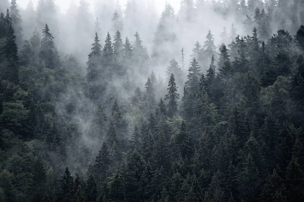 Dimmiga Landskap Med Gran Skog Hipster Vintage Retro Stil — Stockfoto