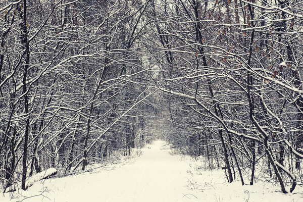Winter forest with path