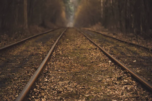 Ferrovie nella foresta — Foto Stock