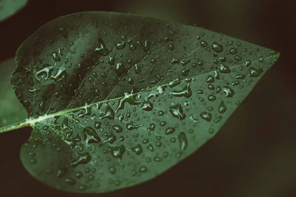 Macro hoja verde — Foto de Stock