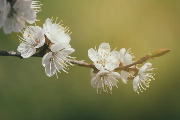 Abrikozenboom bloeit — Stockfoto