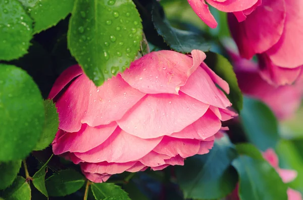 Różowe róże ogród — Zdjęcie stockowe