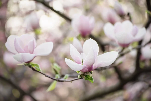 Magnolia wiosenne kwiaty — Zdjęcie stockowe