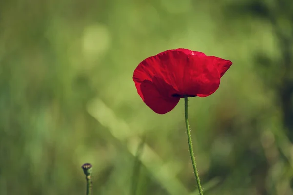 Amapola roja de primavera —  Fotos de Stock