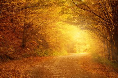 Güzel sonbahar manzarası