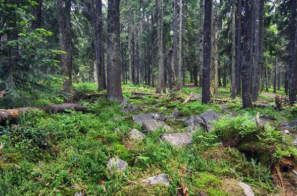 North scandinavian forest — Stock Photo, Image