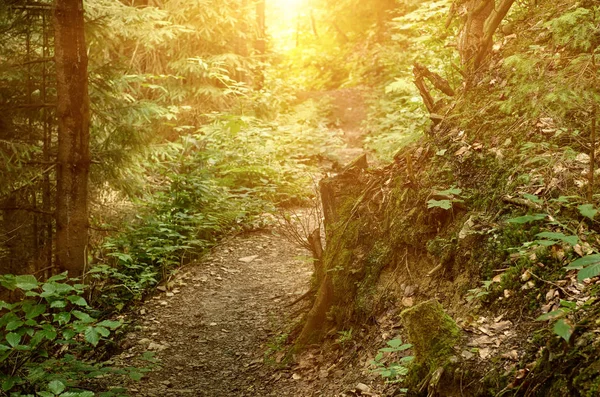 Bosque verde de verano —  Fotos de Stock