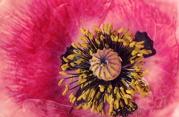 Poppy flower background — Stock Photo, Image