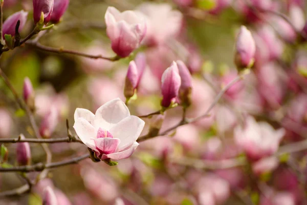 Vårblomster av Magnolia – stockfoto