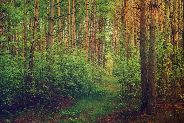 Sommergrüner Wald — Stockfoto