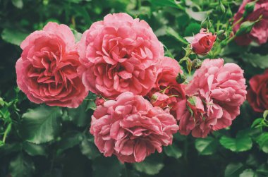 Pembe gül bahçesi