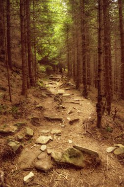 Kuzey İskandinav Ormanı