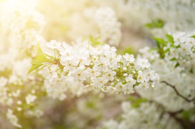 Kiraz çiçekleri çerçevesi