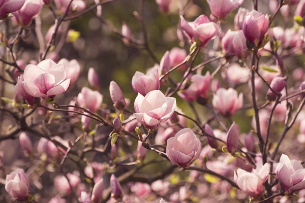 Magnolia spring flowers — Stock Photo, Image