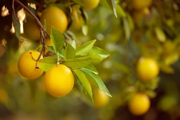 Orange garden with fruit — Stock Photo, Image