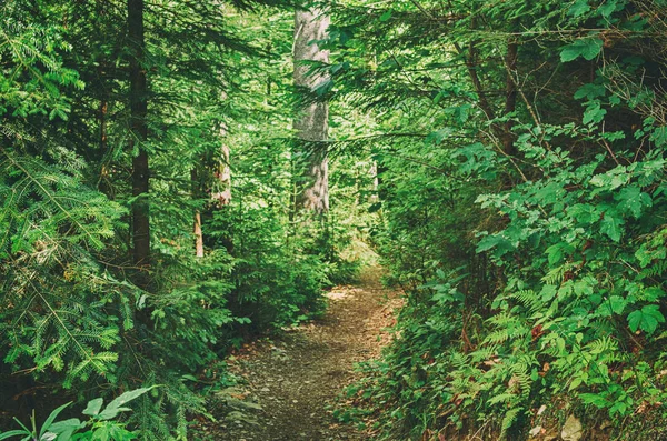 Verão floresta verde — Fotografia de Stock