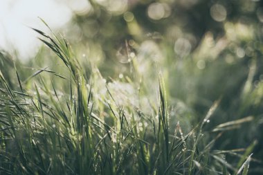 Doğal soyut arkaplan