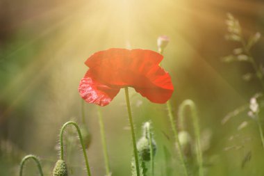 Kırmızı bahar gelinciği