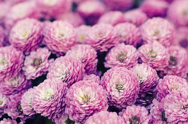 Chrysanthemum macro flowers — Stock Photo, Image