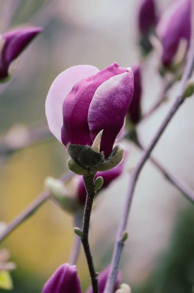 Pączek kwiatu magnolii — Zdjęcie stockowe