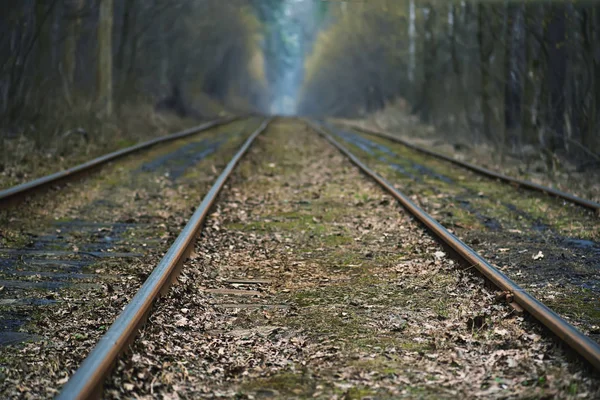 Ferrovie nella foresta — Foto Stock