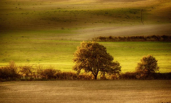 Tuscan fields and trees — Stock Photo, Image